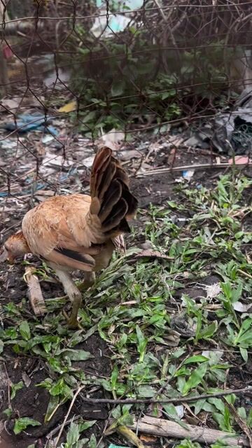 Gà Asil Mỹ Mái 8 lạng Nâu. Mua bán Gà tại Quận Cái Răng Cần Thơ được đăng bởi Trần Hoài Khang hình 1