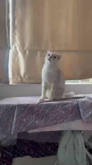 Mèo Anh màu Silver duoc hơn 10 tháng tuổi. Mua bán Mèo tại Thành phố Thủ Đức Tp Hồ Chí Minh được đăng bởi Họ Nhà Mèo hình 1