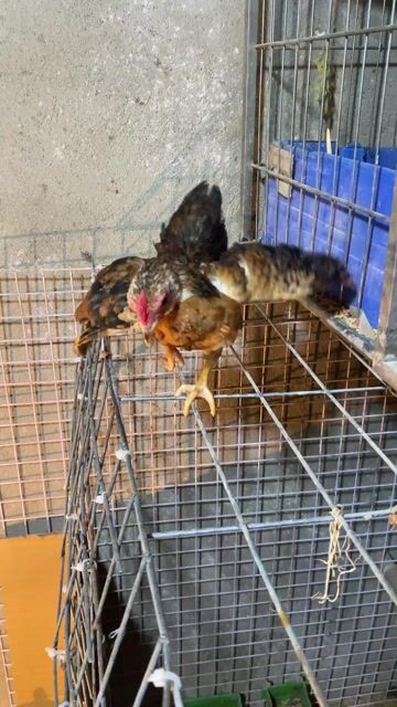Gà tre trống 3 tháng. Mua bán Gà tại Huyện Thống Nhất Đồng Nai được đăng bởi Thiên Vân hình 1