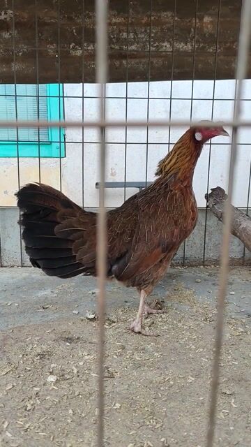 Gà Tre tơ lai Jap Cuban Mái Đen. Mua bán Gà tại Thành phố Buôn Ma Thuột Đắk Lắk được đăng bởi One Love Forever hình 1