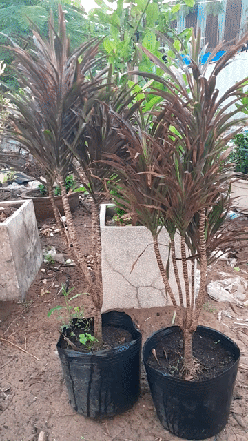 Cây cảnh Huyết dụ 2 chậu. Mua bán Cây cảnh, đồ trang trí tại Huyện Nhà Bè Tp Hồ Chí Minh được đăng bởi Minh Nghiêm hình 1