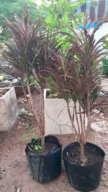 Cây cảnh Huyết dụ 2 chậu. Mua bán Cây cảnh, đồ trang trí tại Huyện Nhà Bè Tp Hồ Chí Minh được đăng bởi Minh Nghiêm hình 1