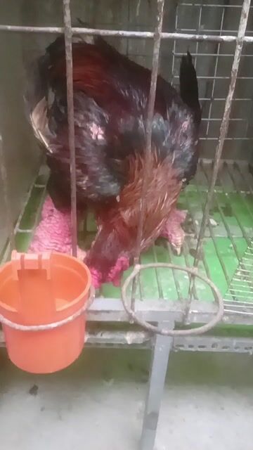 Giảm giá còn 300k 1kg gà chân khủng ❤❤❤