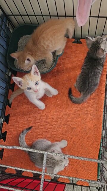 Mèo con nhiều màu hơn 2 tháng tuổi. Mua bán Mèo tại Thành phố Mỹ Tho Tiền Giang được đăng bởi Danh Trung An hình 1