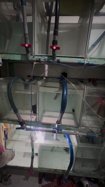 Dàn hồ cá 3 tầng 9 hồ 40 vuông và 6 hồ 1,2met. Mua bán Phụ kiện, Thức ăn, Dịch vụ tại Quận 8 Tp Hồ Chí Minh được đăng bởi huỳnh nhất hình 1