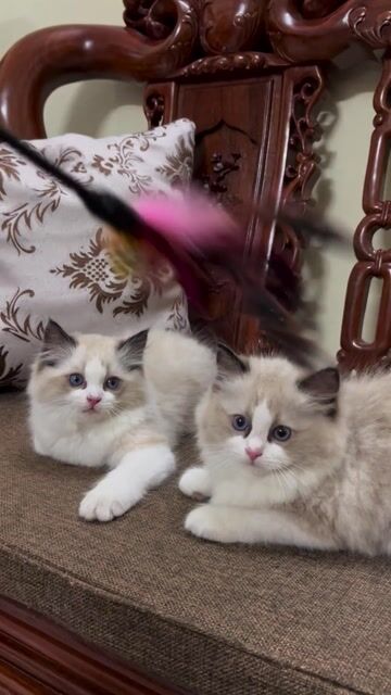 Mèo Ragdoll cái - mèo nhà đẻ. Mua bán Mèo tại Quận Hoàng Mai Hà Nội được đăng bởi Thảo Hương hình 1