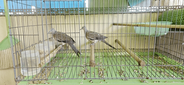 bán cập cu non zin malai trống mái . Mua bán Chim tại Quận 10 Tp Hồ Chí Minh được đăng bởi phụng nguyên  hình 1