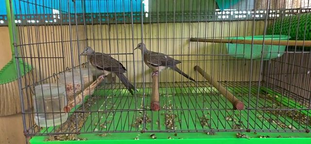bán cập cu non zin malai trống mái . Mua bán Chim tại Quận 10 Tp Hồ Chí Minh được đăng bởi phụng nguyên  hình 1