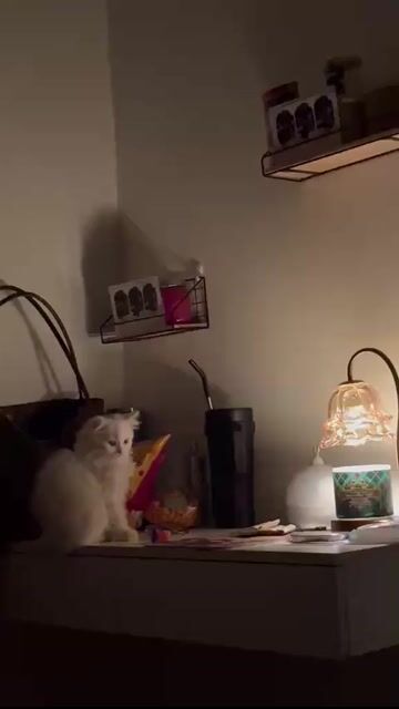 Mèo lông dài Trắng quấn chủ. Mua bán Mèo tại Thành phố Thủ Đức Tp Hồ Chí Minh được đăng bởi Hoàng Kim hình 1