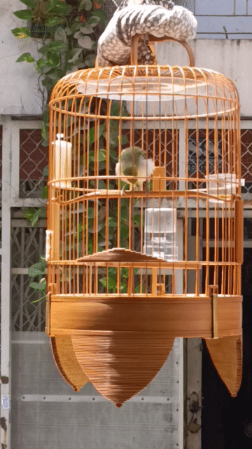 Chim Chích Chòe non đầu mùa. Mua bán Chim tại Quận Tân Bình Tp Hồ Chí Minh được đăng bởi Thuận Nguyễn hình 1