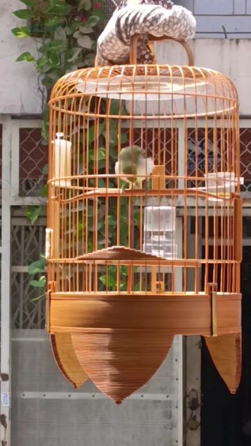 Chim Chích Chòe non đầu mùa. Mua bán Chim tại Quận Tân Bình Tp Hồ Chí Minh được đăng bởi Thuận Nguyễn hình 1