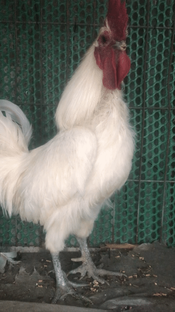 Gà Trắng 1.5kg. Mua bán Gà tại Thành phố Thủ Đức Tp Hồ Chí Minh được đăng bởi vu hoang hình 1