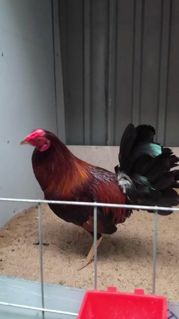 Điều Cuban-Mỹ 1kg550 , đá tiền rớt lớp 3. Mua bán Gà tại Quận 8 Tp Hồ Chí Minh được đăng bởi chuyên cung cấp gà tre F1 hình 1