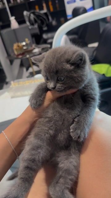 Mèo Anh lông ngắn cái 3 tháng tuổi. Mua bán Mèo tại Huyện Thường Tín Hà Nội được đăng bởi Tạ Thị Mai Mai hình 1