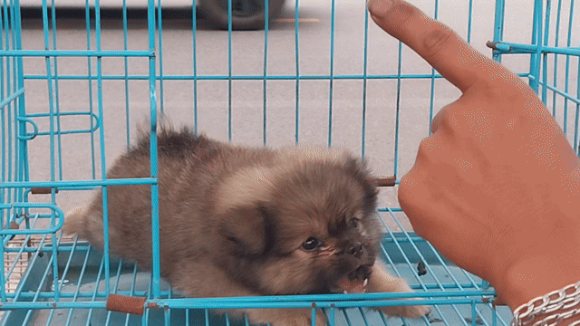 Chó Phốc Sóc lai Nhật cái 2 tháng đã tiêm. Mua bán Chó tại Quận Hoàng Mai Hà Nội được đăng bởi thiện nhân hình 1