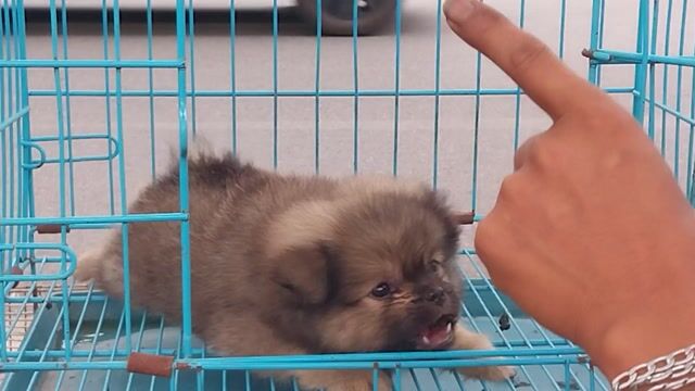 Chó Phốc Sóc lai Nhật cái 2 tháng đã tiêm. Mua bán Chó tại Quận Hoàng Mai Hà Nội được đăng bởi thiện nhân hình 1