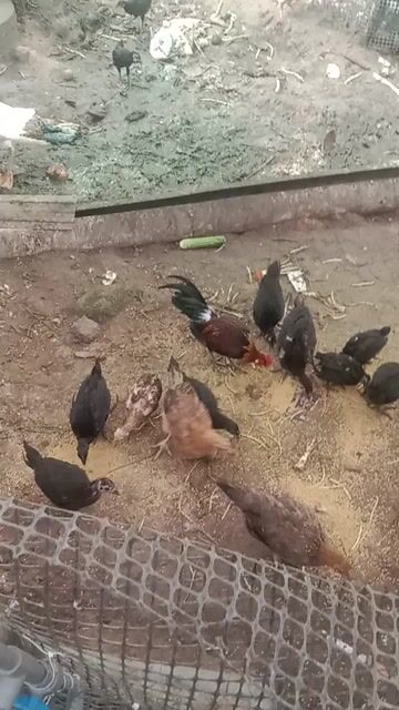 gà ta thả vườn . Mua bán Gà tại Thành phố Thuận An Bình Dương được đăng bởi Le binh hình 1