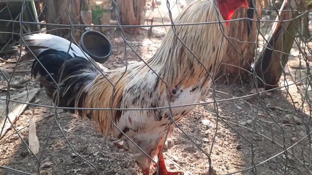 Gà nhiều màu gl. Mua bán Gà tại Huyện Định Quán Đồng Nai được đăng bởi Ngọc Quang hình 1