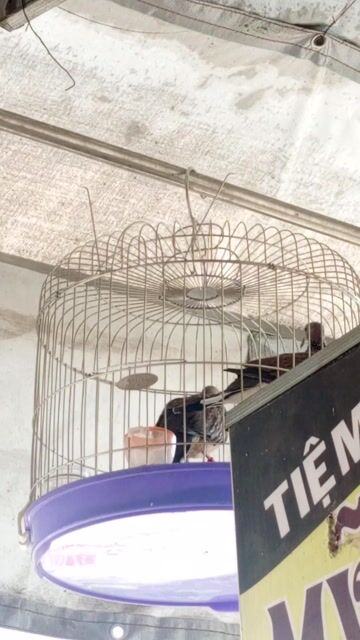 Cu Gáy Cha Thổ Bầu. Mua bán Chim tại Thành phố Thủ Đức Tp Hồ Chí Minh được đăng bởi Chim Bổi Sài Gòn Zalo hình 1