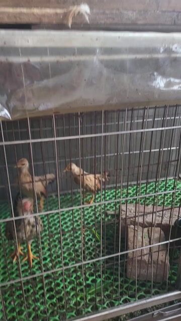 Gà tre bắc tít 1 trống 2 mái. Mua bán Gà tại Quận Nam Từ Liêm Hà Nội được đăng bởi Tuấn hình 1