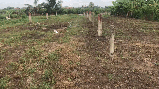 Mua bán Đất Huyện Chợ Gạo Tiền Giang diện tích 331.2 m² giá 280 triệu