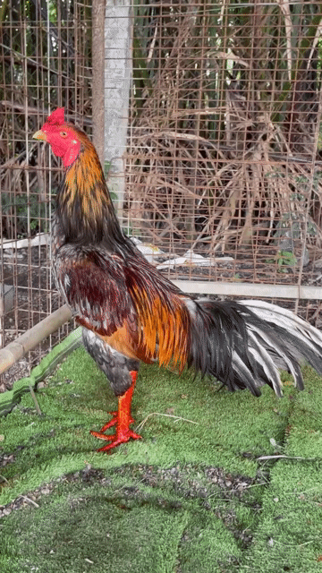 Gà Xám mỹ việt 3k1 zin mẽ xịn mai độ. Mua bán Gà tại Quận 6 Tp Hồ Chí Minh được đăng bởi A Tài Gà đá Miền Tây 1 hình 1