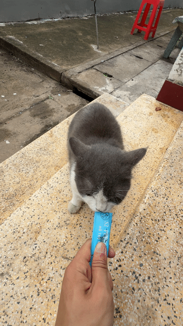 Mèo Anh lông ngắn hơn 1 tuổi. Mua bán Mèo tại Thị xã Tân Uyên Bình Dương được đăng bởi Nguyễn Trung Hậu hình 1