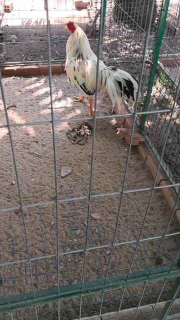 Bướm 3ki. Mua bán Gà tại Huyện Châu Thành Tiền Giang được đăng bởi Trường hình 1