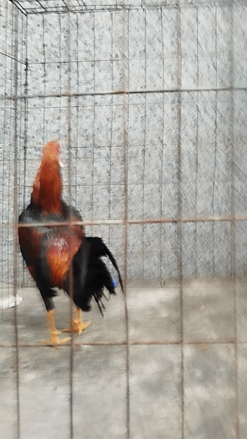 Asll mỹ 1k3 trạng 1k4-5 lông sát phom chuẩn . Mua bán Gà tại Huyện Hóc Môn Tp Hồ Chí Minh được đăng bởi hai gà lông gà tre  hình 1