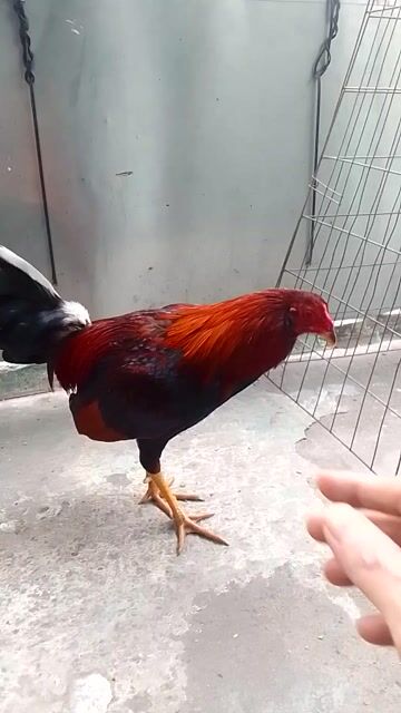 Gà chọi Đỏ đen 1.5kg. Mua bán Gà tại Quận 3 Tp Hồ Chí Minh được đăng bởi Phạm Cúc hình 1