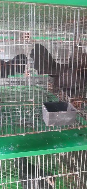 Gà Cuban Mỹ 1kg tơ. Mua bán Gà tại Thành phố Thuận An Bình Dương được đăng bởi Hồng phát68 hình 1