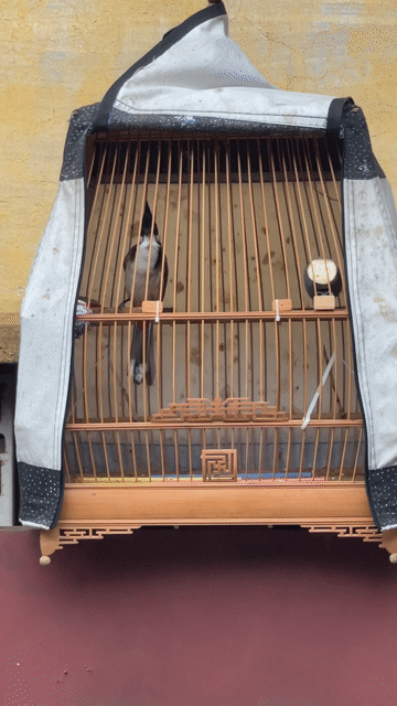 Chim chào mào 70%. Mua bán Chim tại Huyện Thanh Trì Hà Nội được đăng bởi Dang duc khoi hình 1