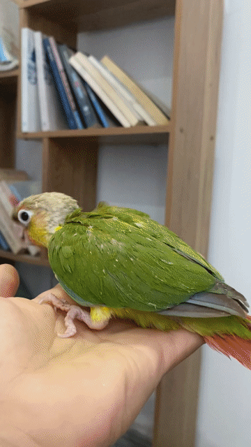 Greencheek thông minh, dạn người, quấn chủ. Mua bán Chim tại Quận 12 Tp Hồ Chí Minh được đăng bởi Lê Trọng Tính hình 1