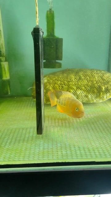 Cá La Hán màu Đỏ size Nhí. Mua bán Thú cưng khác tại Quận Bình Tân Tp Hồ Chí Minh được đăng bởi Trung Hiếu hình 1