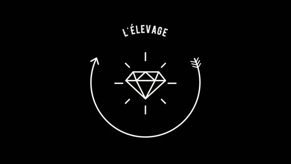 L'élevage, un métier diversifier