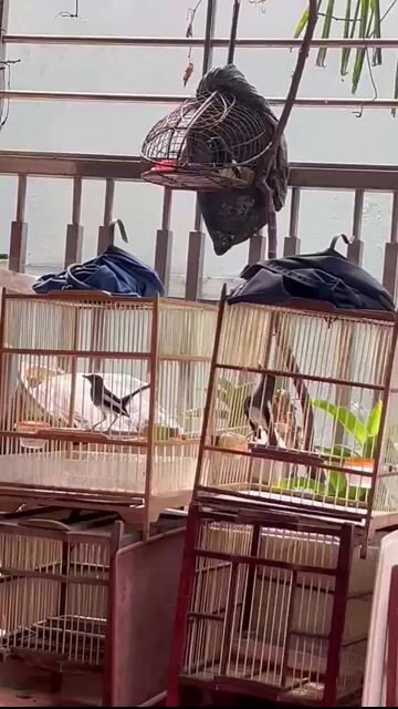 Chim Chòe than trống mái Đen trắng. Mua bán Chim tại Quận Cầu Giấy Hà Nội được đăng bởi Biên hình 1