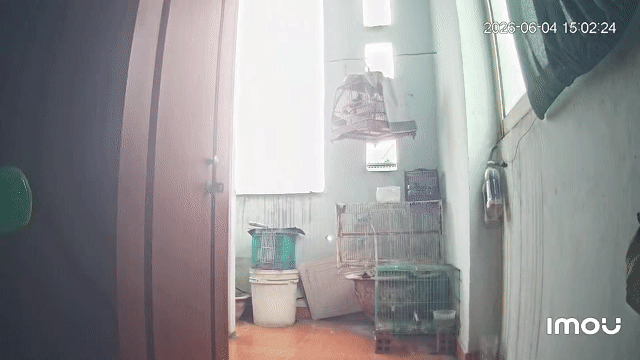Chào mào 2 mùa. Mua bán Chim tại Quận Gò Vấp Tp Hồ Chí Minh được đăng bởi Cường Cool hình 1