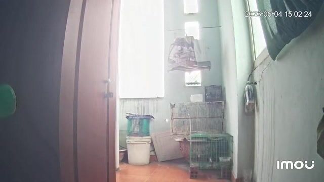 Chào mào 2 mùa. Mua bán Chim tại Quận Gò Vấp Tp Hồ Chí Minh được đăng bởi Cường Cool hình 1