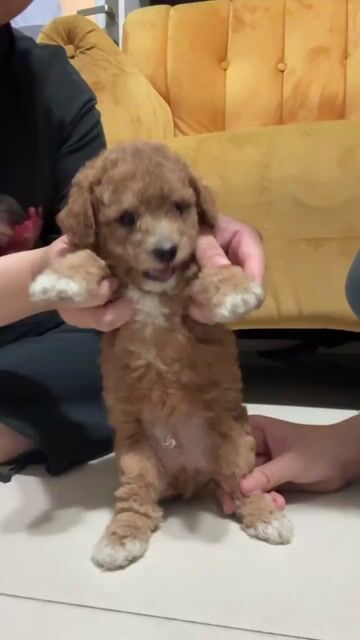 Chó Poodle đực cái. Mua bán Chó tại Thành phố Biên Hòa Đồng Nai được đăng bởi Tên chưa cung cấp hình 1