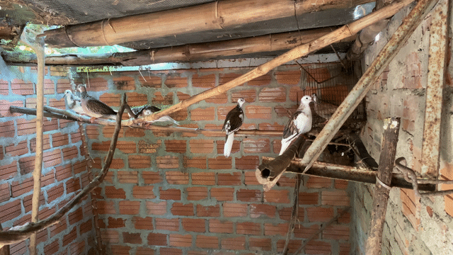 Chim Cu Gáy Gáy Gù. Mua bán Chim tại Thị xã Điện Bàn Quảng Nam được đăng bởi Duy Vũ hình 1