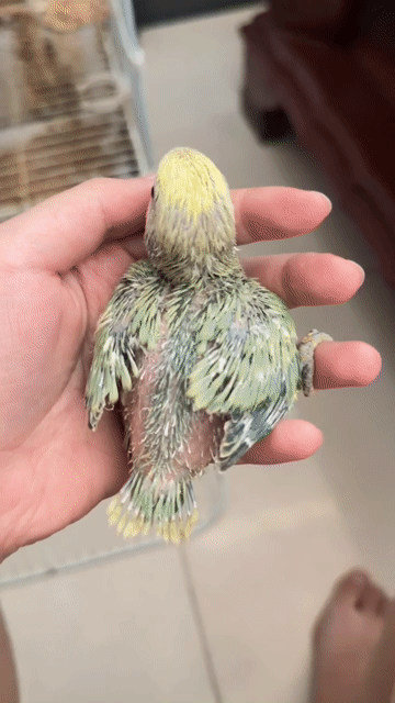 Chim cảnh lovebird khỏe mạnh. Mua bán Chim tại Thành phố Biên Hòa Đồng Nai được đăng bởi Minh Phước hình 1