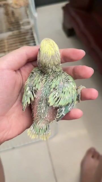 Chim cảnh lovebird khỏe mạnh. Mua bán Chim tại Thành phố Biên Hòa Đồng Nai được đăng bởi Minh Phước hình 1