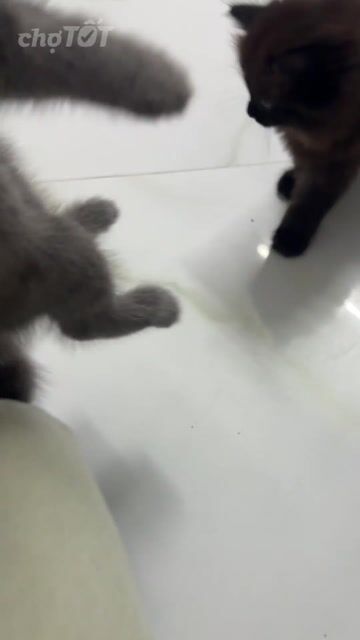 Mèo Anh lông dài Trắng, Xám, Đen béo ú có fixxx. Mua bán Mèo tại Quận Gò Vấp Tp Hồ Chí Minh được đăng bởi Ngọc Trâm hình 1