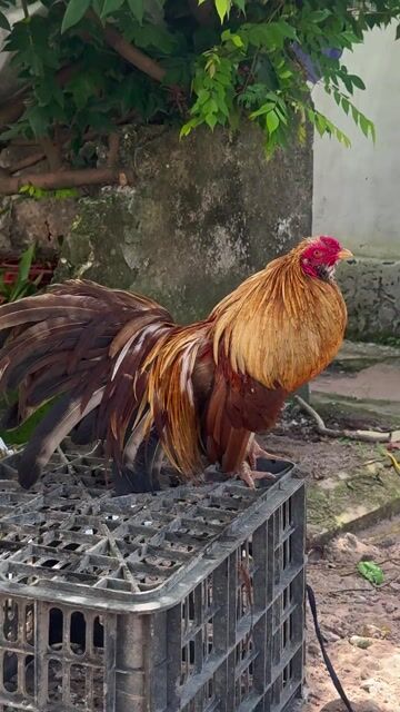 Gà Tân Châu Trống Đuôi dài Nâu vàng. Mua bán Gà tại Huyện Nghĩa Hưng Nam Định được đăng bởi Lan Quế Phường hình 1