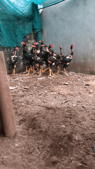Gà chọi trống Đen, Đỏ. Mua bán Gà tại Huyện Đông Anh Hà Nội được đăng bởi Hoàng hình 1