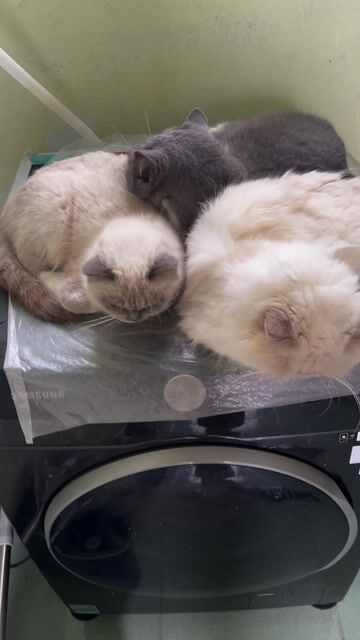 cần bán 2 mèo mẹ hyma lông ngắn và hyma lông dài. Mua bán Mèo tại Huyện Quảng Xương Thanh Hóa được đăng bởi Nguyễn Dung hình 1