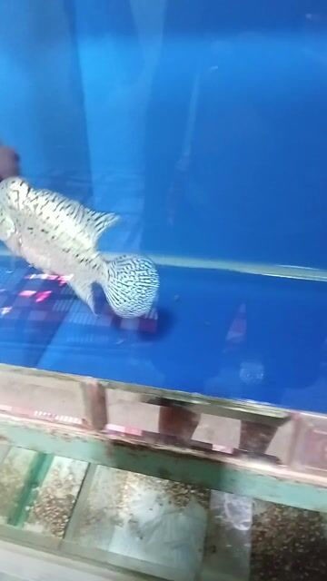 Cá cảnh Hồ F2 Trắng đốm 2.5 ngón. Mua bán Phụ kiện, Thức ăn, Dịch vụ tại Quận Tân Bình Tp Hồ Chí Minh được đăng bởi la hán cùi bắp  hình 1