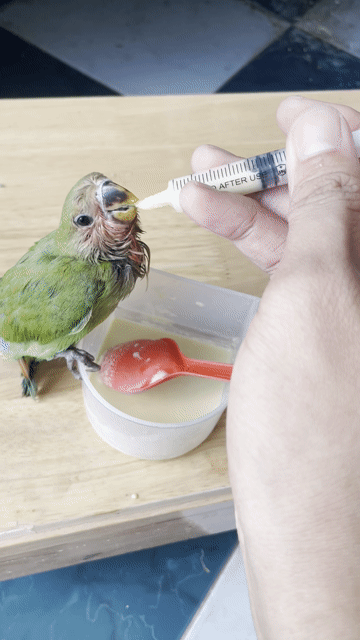 love bird non. Mua bán Chim tại Quận 11 Tp Hồ Chí Minh được đăng bởi Phạm Văn Vinh hình 1