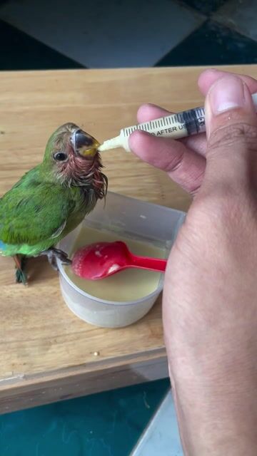 love bird non. Mua bán Chim tại Quận 11 Tp Hồ Chí Minh được đăng bởi Phạm Văn Vinh hình 1