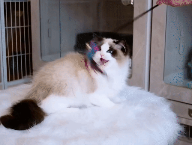 Mèo Ragdoll cái. Mua bán Mèo tại Thành phố Thủ Đức Tp Hồ Chí Minh được đăng bởi Âu Minh Huy hình 1